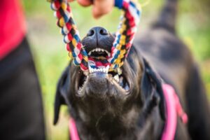 Unique Custody Battles: Pet Support